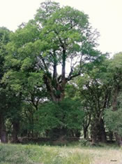 roble