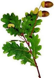 roble